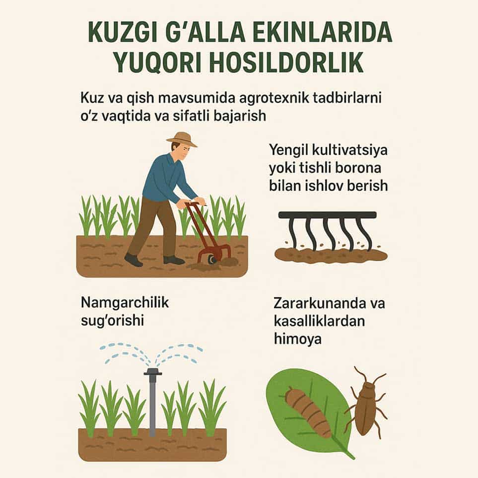 Kuzgi g‘alla ekinlarida yuqori hosildorlik.