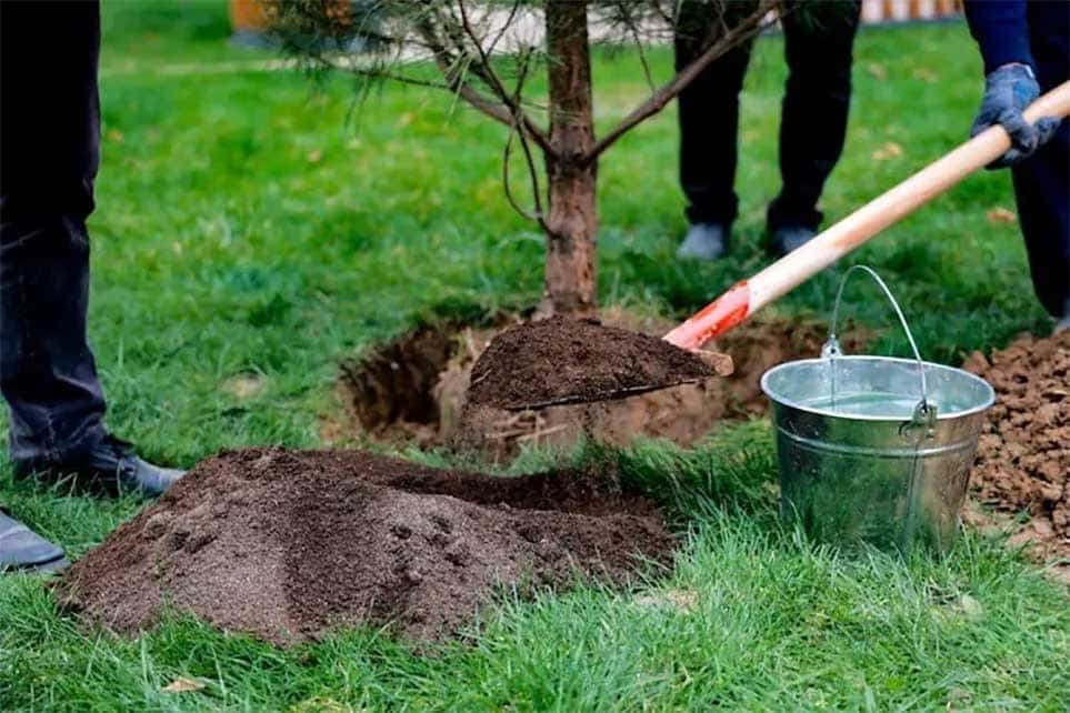 Bahorda bajariladigan 6 asosiy agrotexnik bosqich: bog’bonlar uchun qo‘llanma.